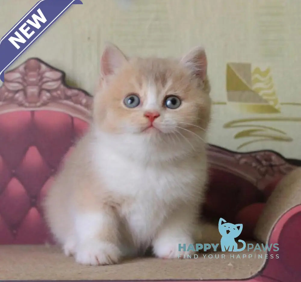 Vito British Shorthair male lilac golden shaded live animals