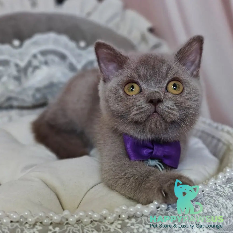 Vito British Shorthair male lilac - live animals