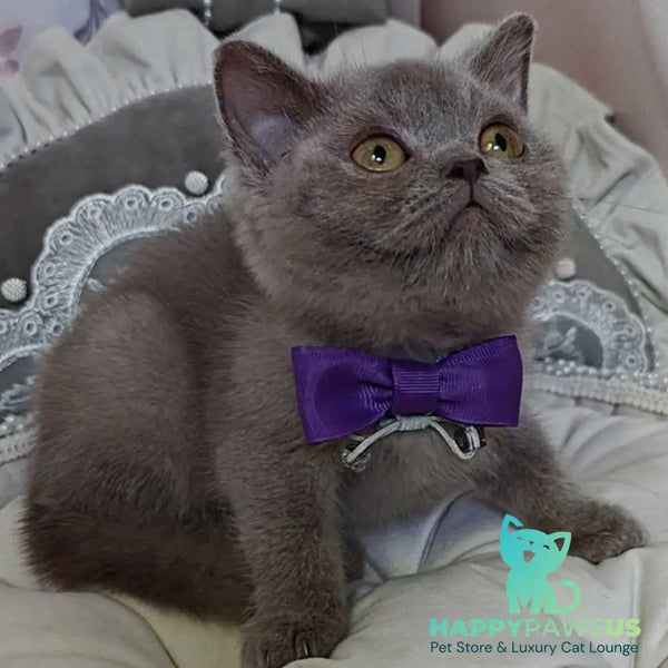 Vito British Shorthair male lilac - live animals