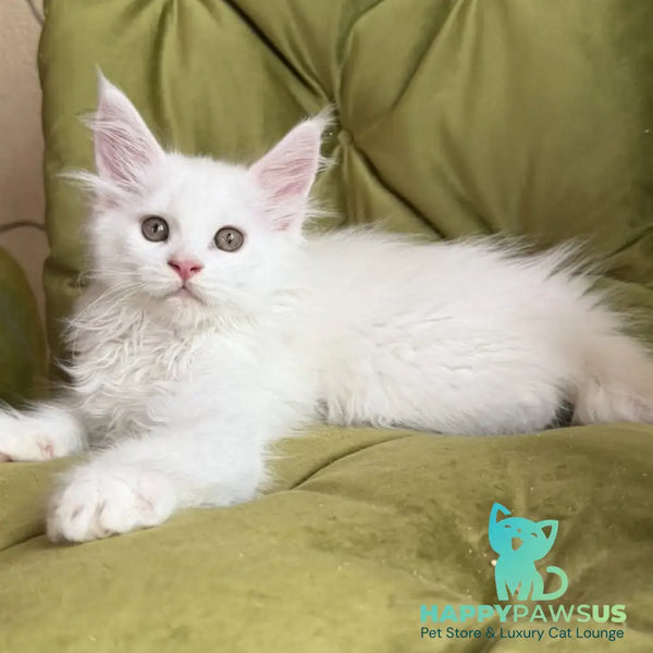 Vitus Maine Coon male white - live animals