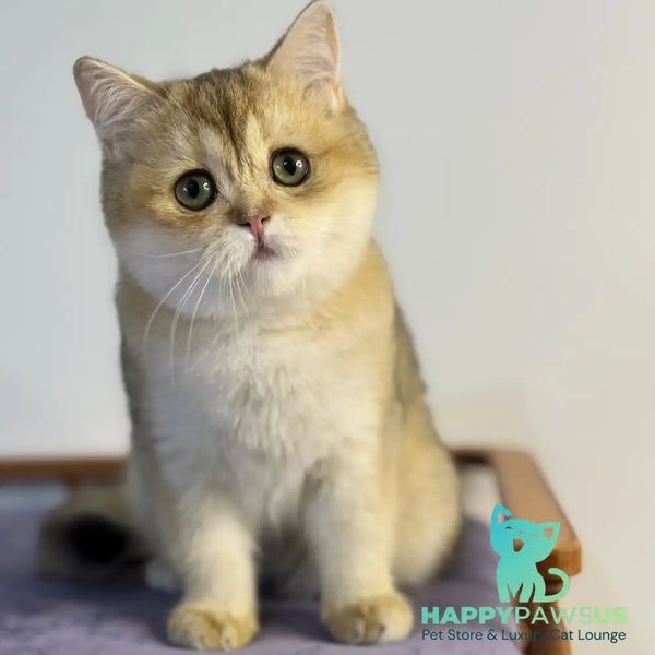 Viva British Shorthair female black golden shaded - live animals