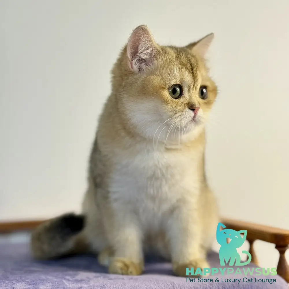Viva British Shorthair female black golden shaded - live animals