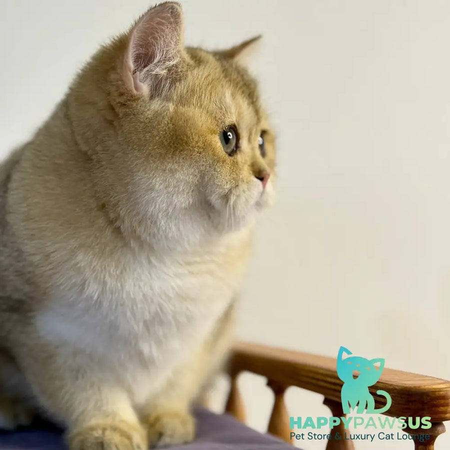 Viva British Shorthair female black golden shaded - live animals
