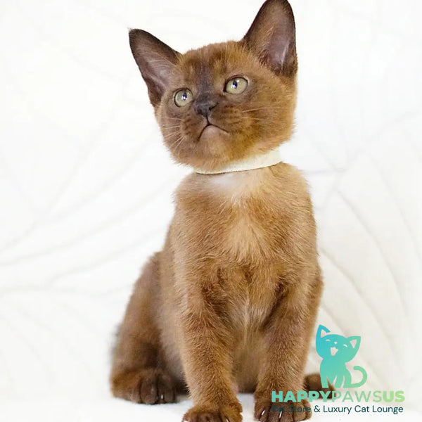 Viva Burmese female black - live animals