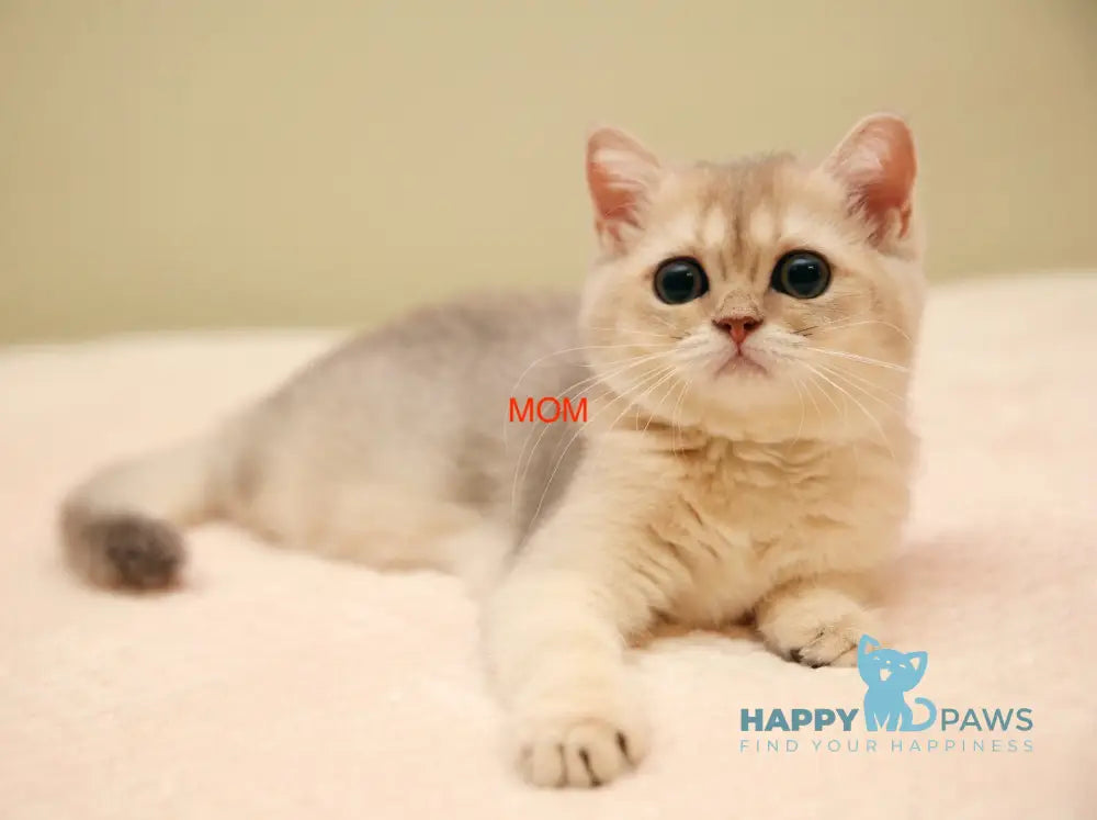 Viva Scottish Fold female black golden chinchilla live animals