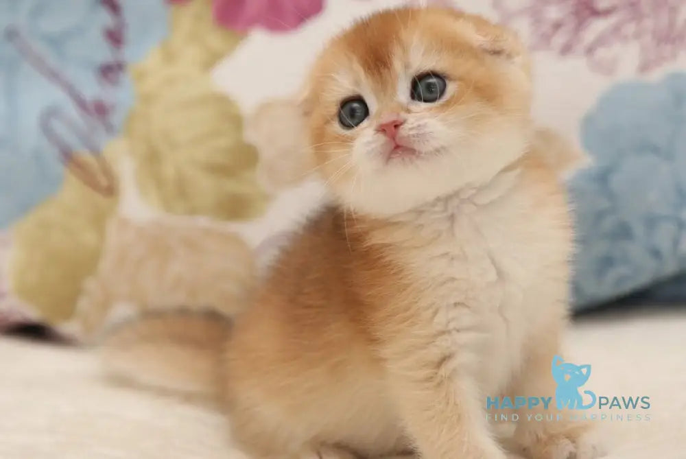 Viva Scottish Fold female black golden chinchilla live animals