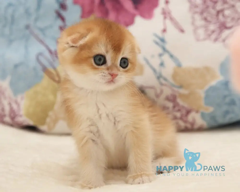 Viva Scottish Fold female black golden chinchilla live animals