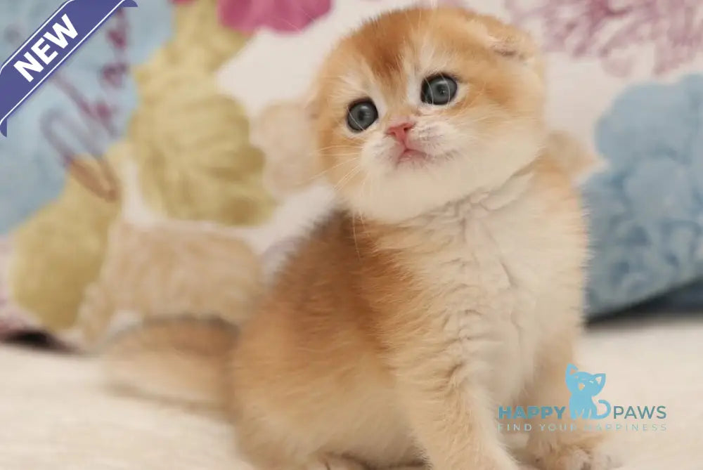 Viva Scottish Fold female black golden chinchilla live animals