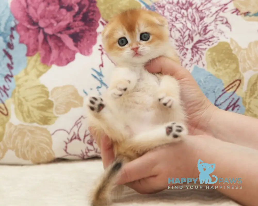 Viva Scottish Fold female black golden chinchilla live animals