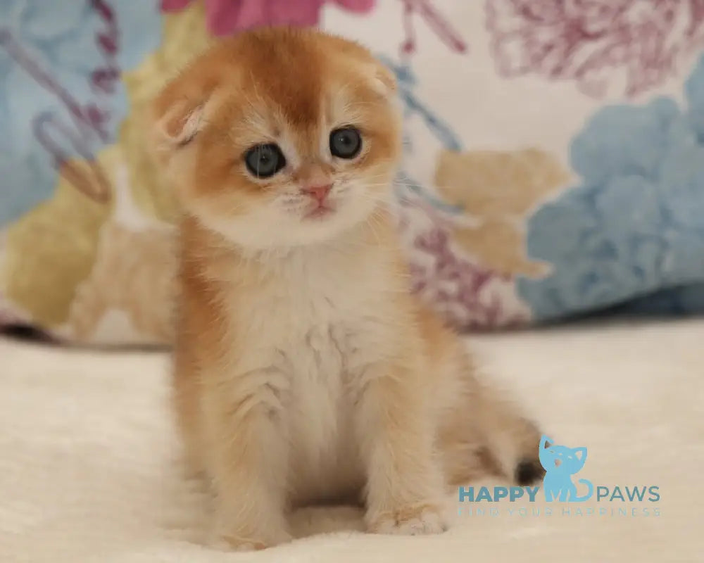 Viva Scottish Fold female black golden chinchilla live animals