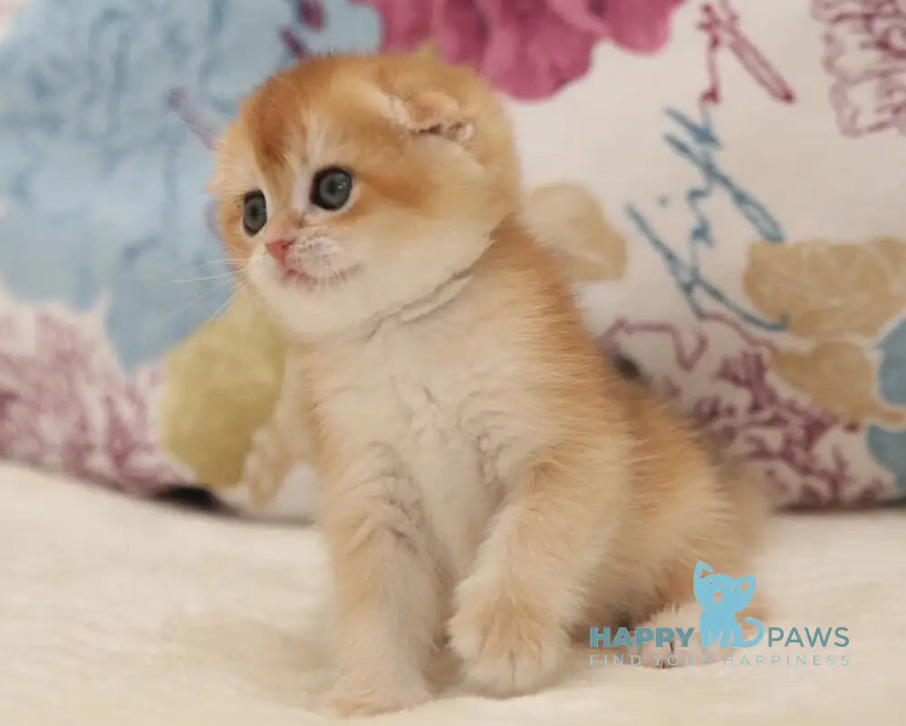 Viva Scottish Fold female black golden chinchilla live animals