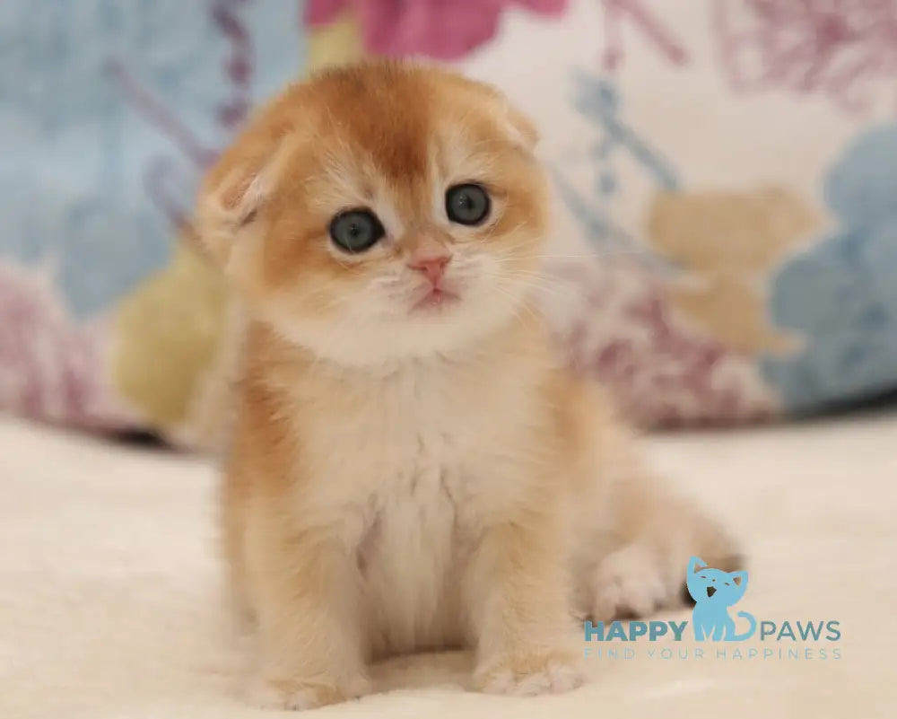 Viva Scottish Fold female black golden chinchilla live animals
