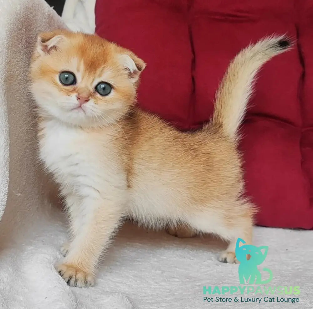 Viva Scottish Fold female black golden shaded - live animals
