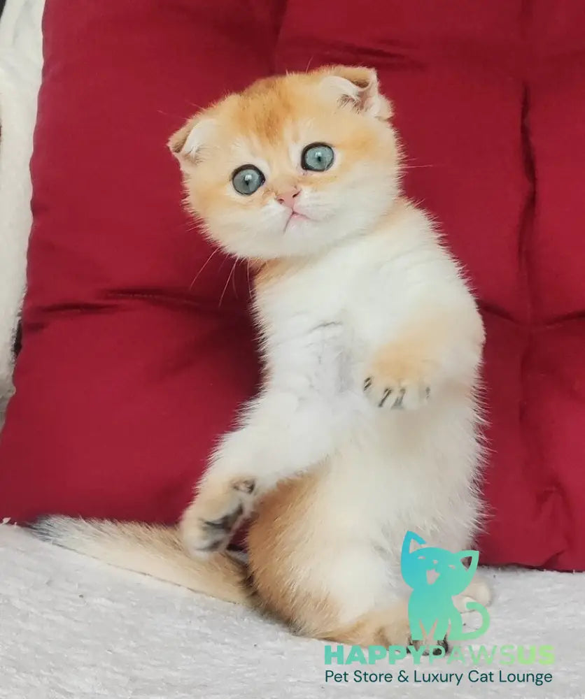 Viva Scottish Fold female black golden shaded - live animals