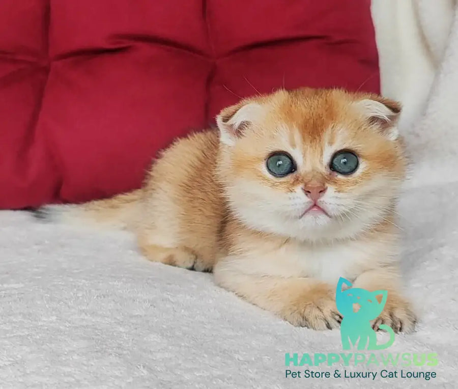 Viva Scottish Fold female black golden shaded - live animals