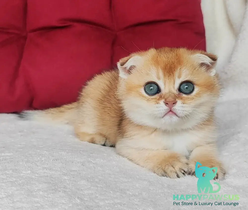 Viva Scottish Fold female black golden shaded - live animals