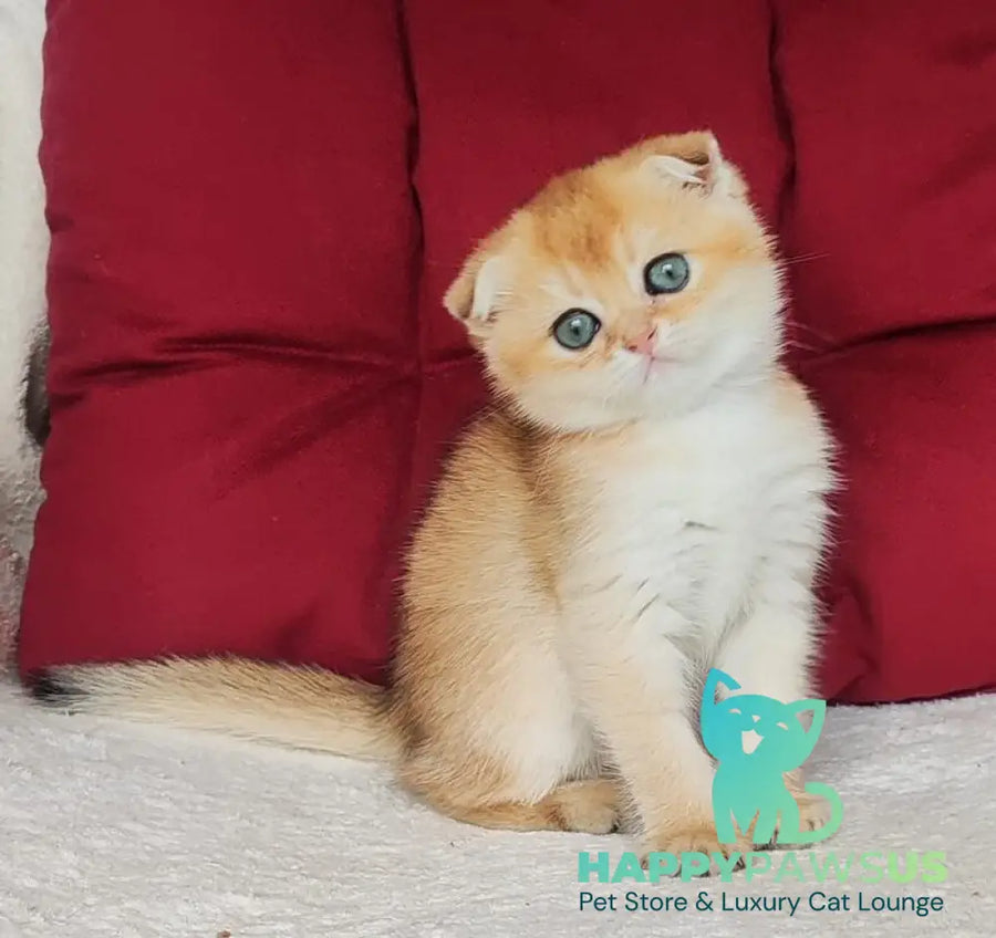 Viva Scottish Fold female black golden shaded - live animals