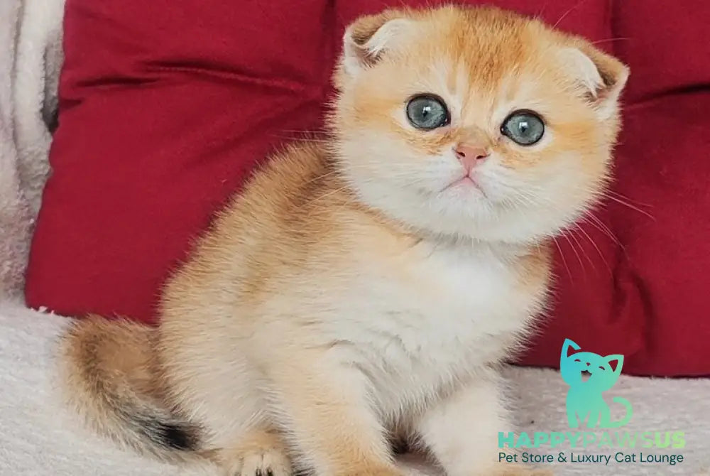Viva Scottish Fold female black golden shaded - live animals