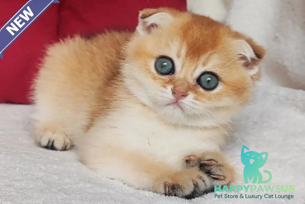 Viva Scottish Fold female black golden shaded - live animals