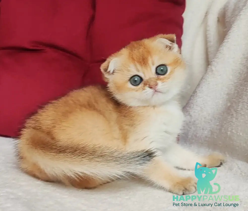 Viva Scottish Fold female black golden shaded - live animals
