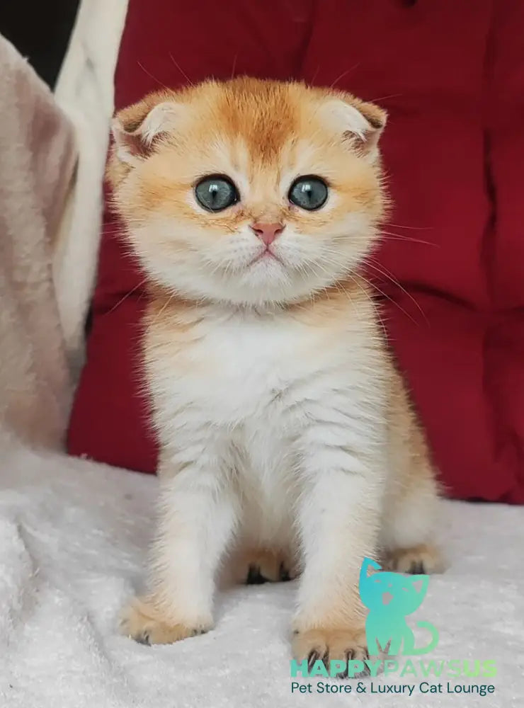 Viva Scottish Fold female black golden shaded - live animals