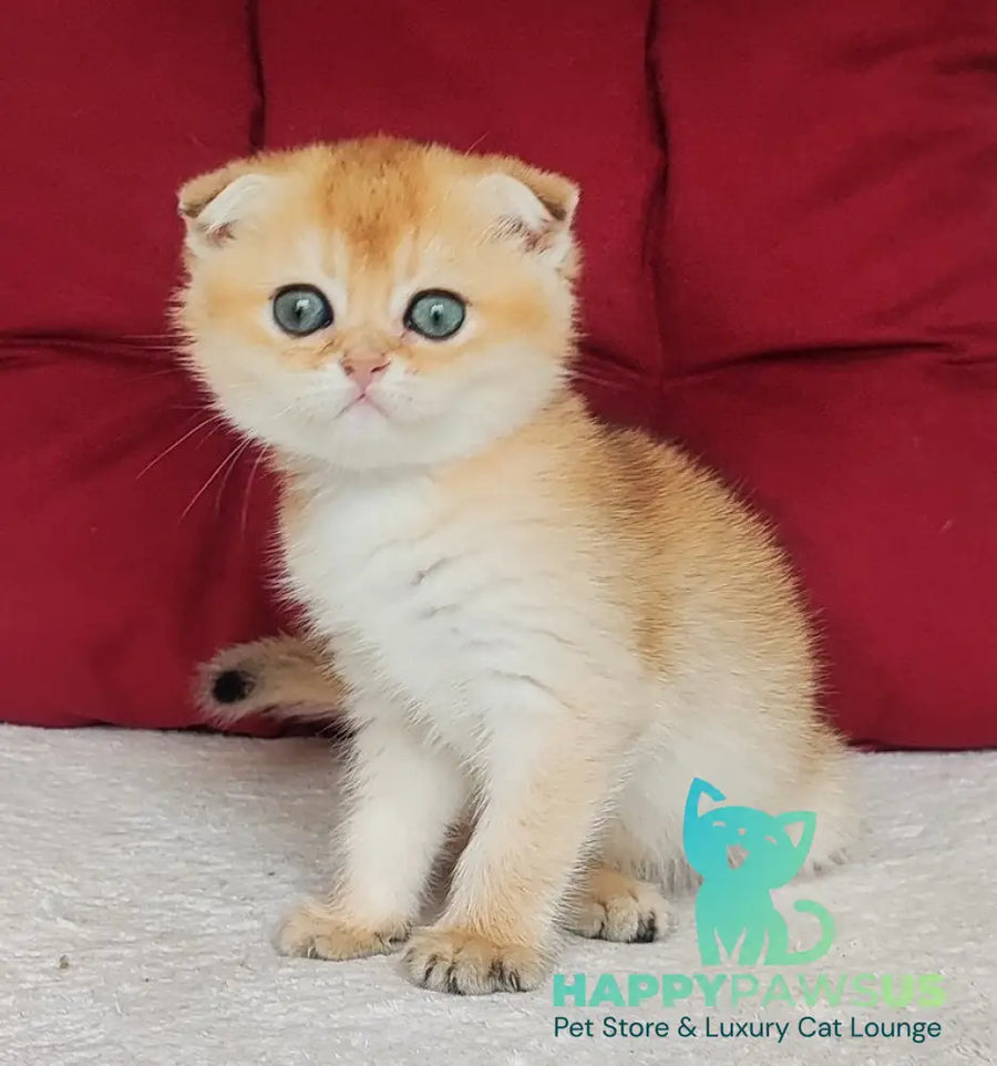 Viva Scottish Fold female black golden shaded - live animals