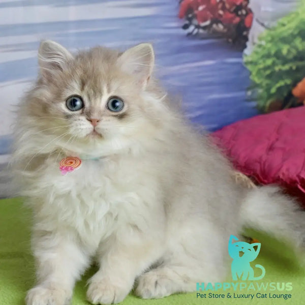 Viva Scottish Straight female blue silver shaded - live animals