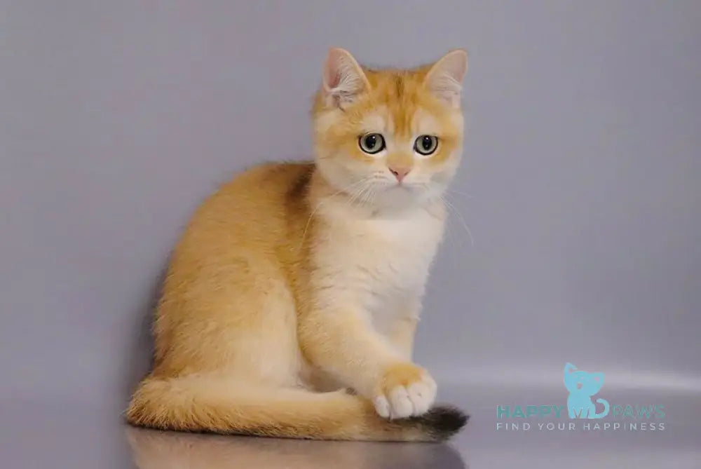 Vivaldi British Shorthair male black golden chinchilla live animals