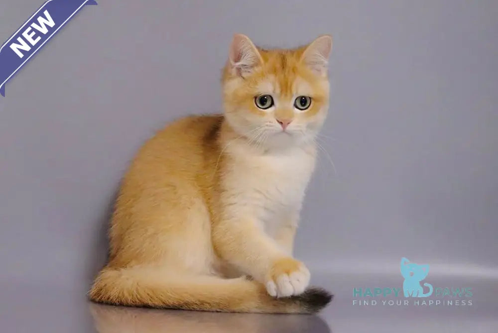 Vivaldi British Shorthair male black golden chinchilla live animals