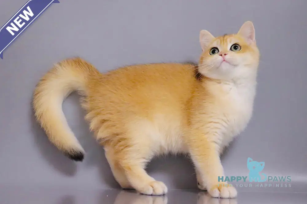 Vivaldi British Shorthair male black golden chinchilla live animals