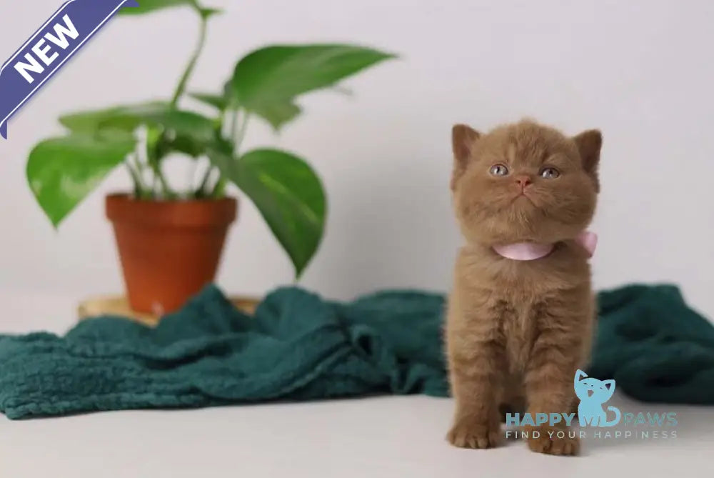 Vivaldi British Shorthair male cinnamon live animals