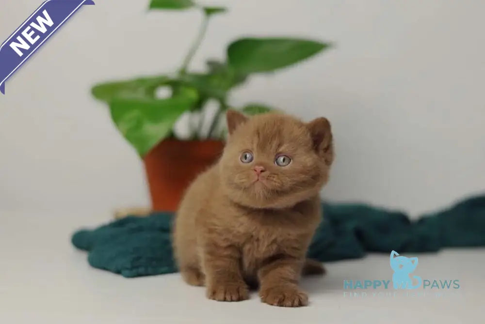 Vivaldi British Shorthair male cinnamon live animals