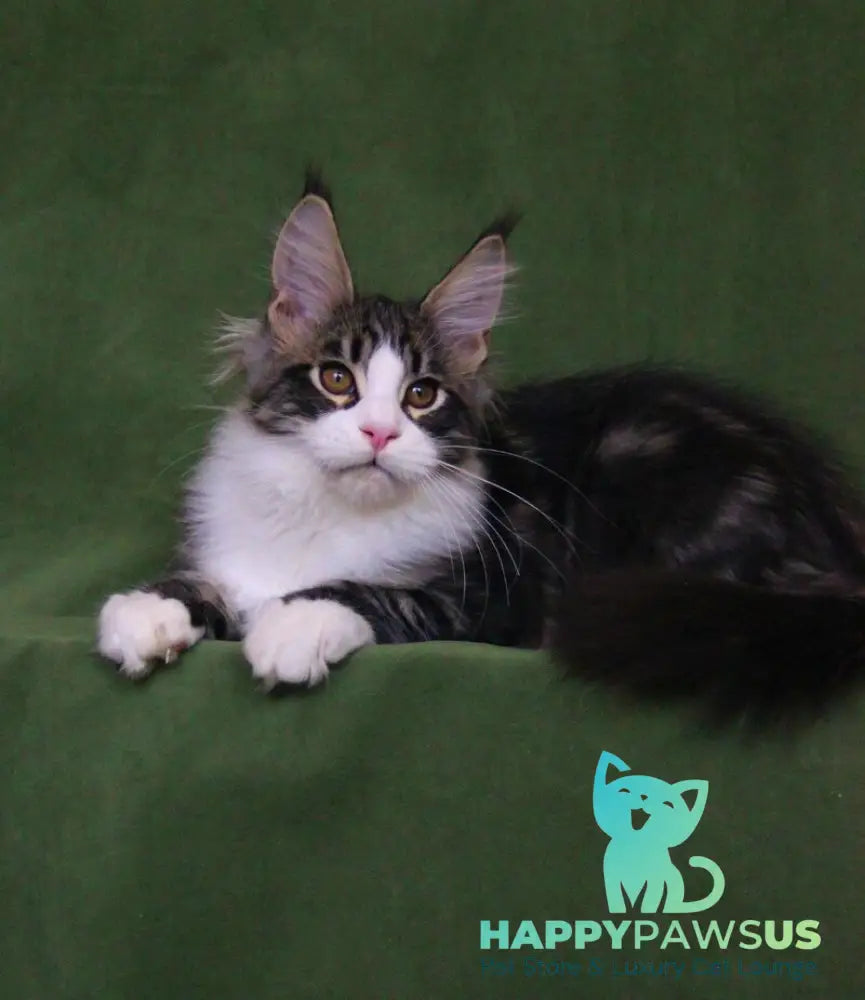 Vivaldi Maine Coon male black tabby with white live animals