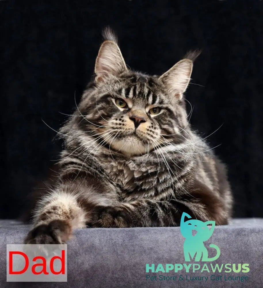 Vivaldi Maine Coon male black tabby with white live animals