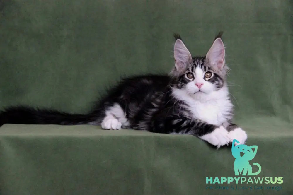 Vivaldi Maine Coon male black tabby with white live animals