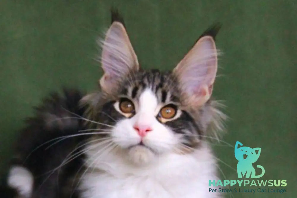 Vivaldi Maine Coon male black tabby with white live animals