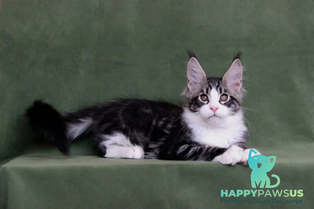 Vivaldi Maine Coon male black tabby with white live animals