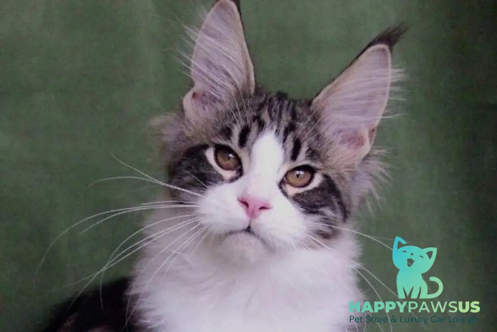 Vivaldi Maine Coon male black tabby with white live animals