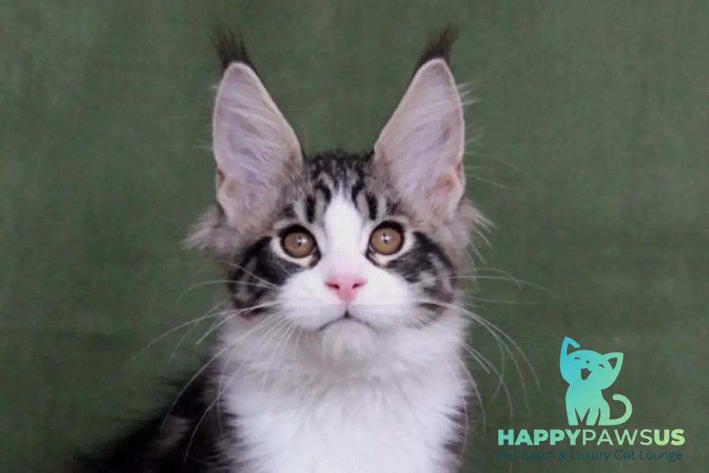 Vivaldi Maine Coon male black tabby with white live animals