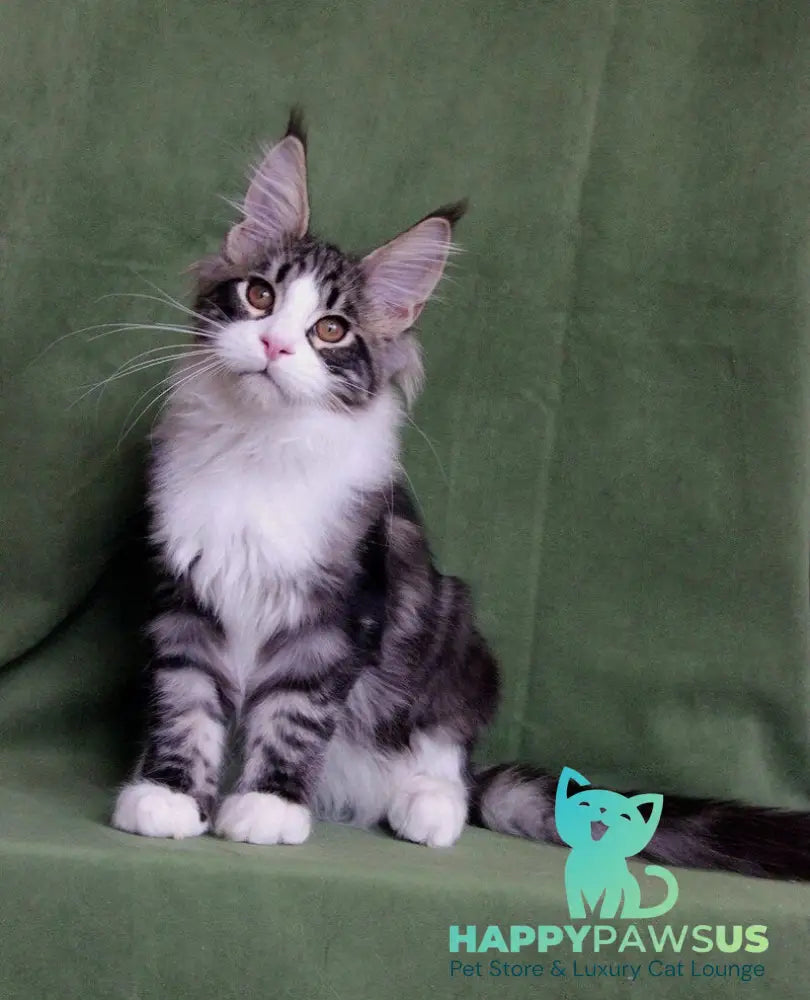 Vivaldi Maine Coon male black tabby with white live animals