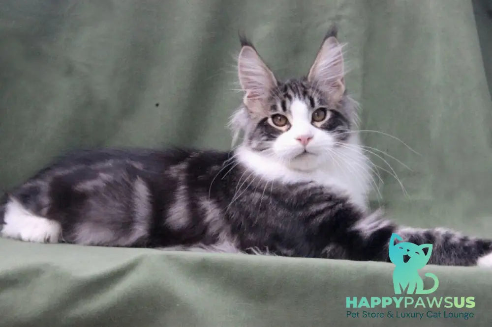 Vivaldi Maine Coon male black tabby with white live animals