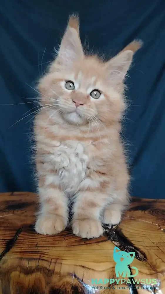 Vivat Maine Coon male red - live animals