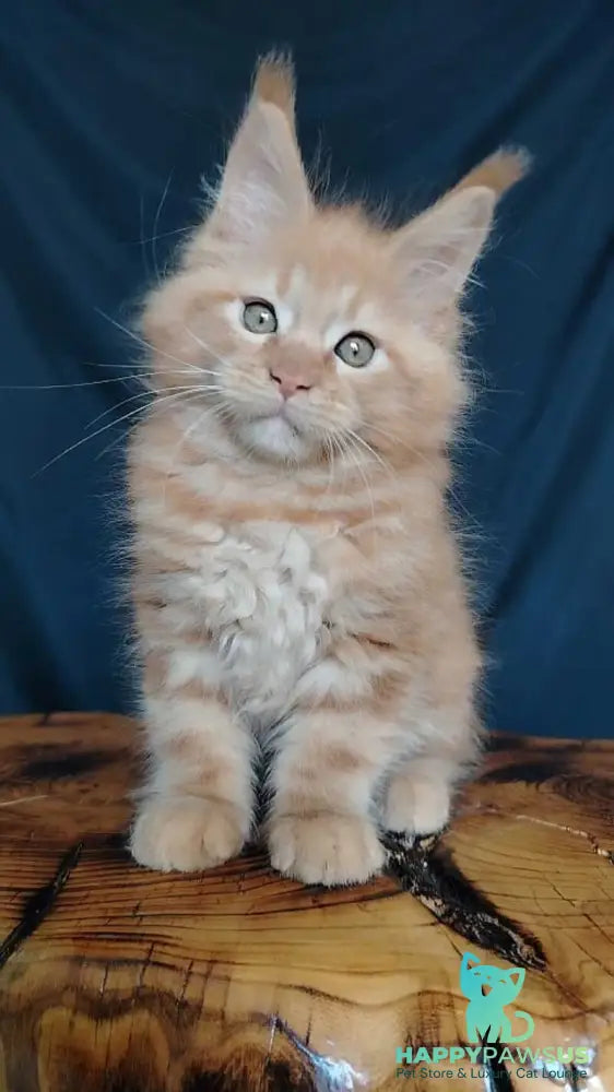 Vivat Maine Coon male red - live animals