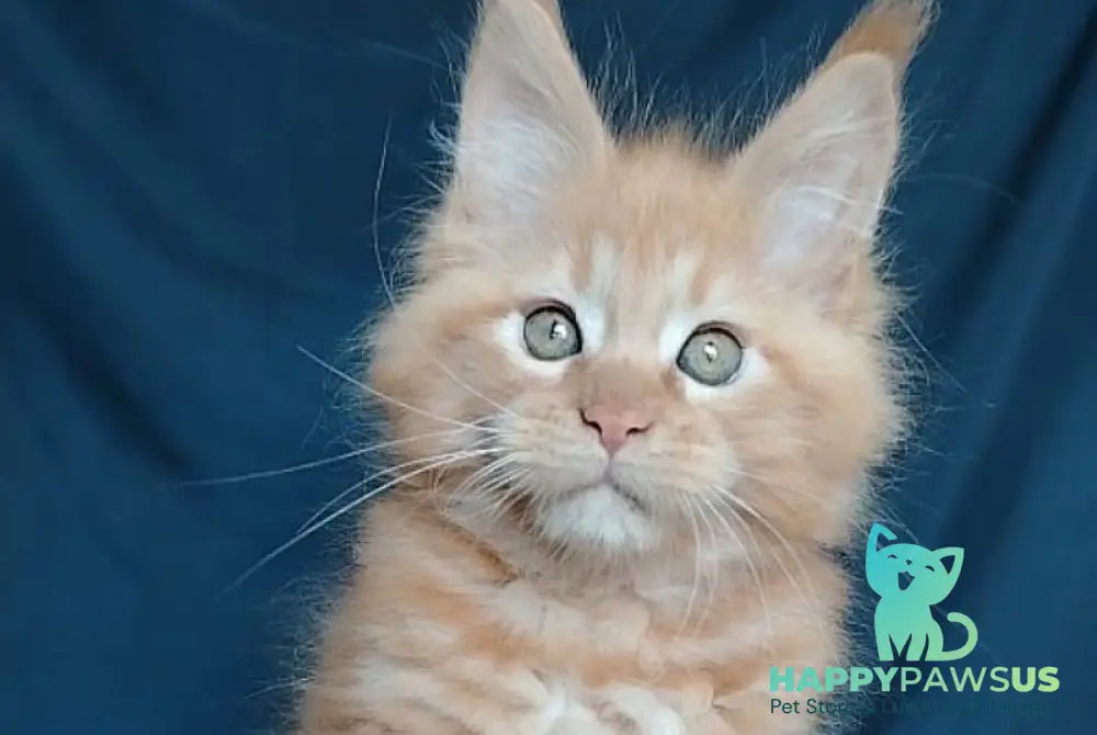 Vivat Maine Coon male red - live animals