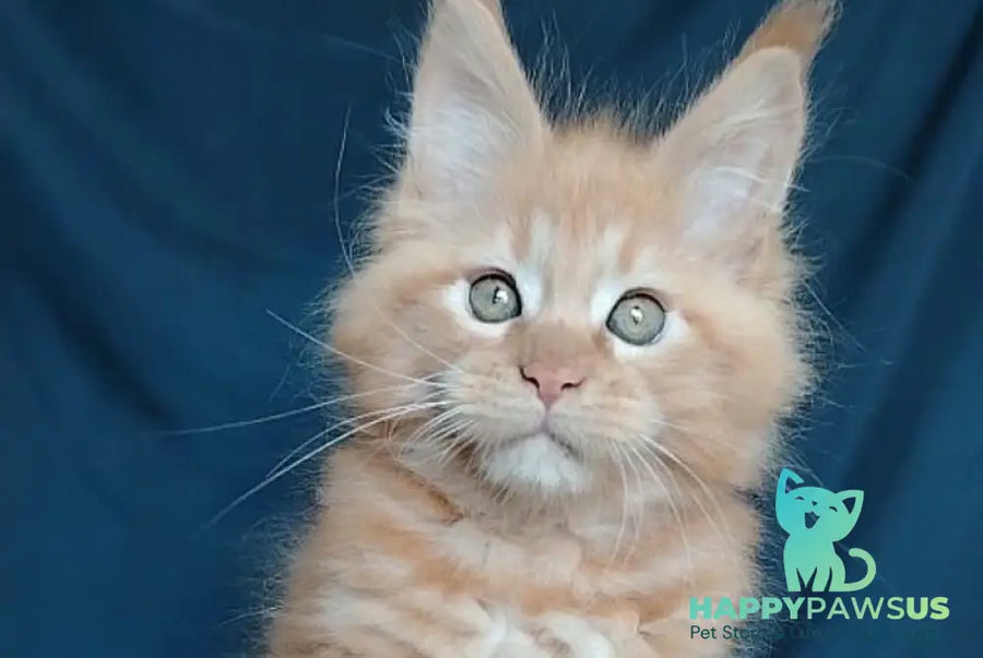Vivat Maine Coon male red - live animals
