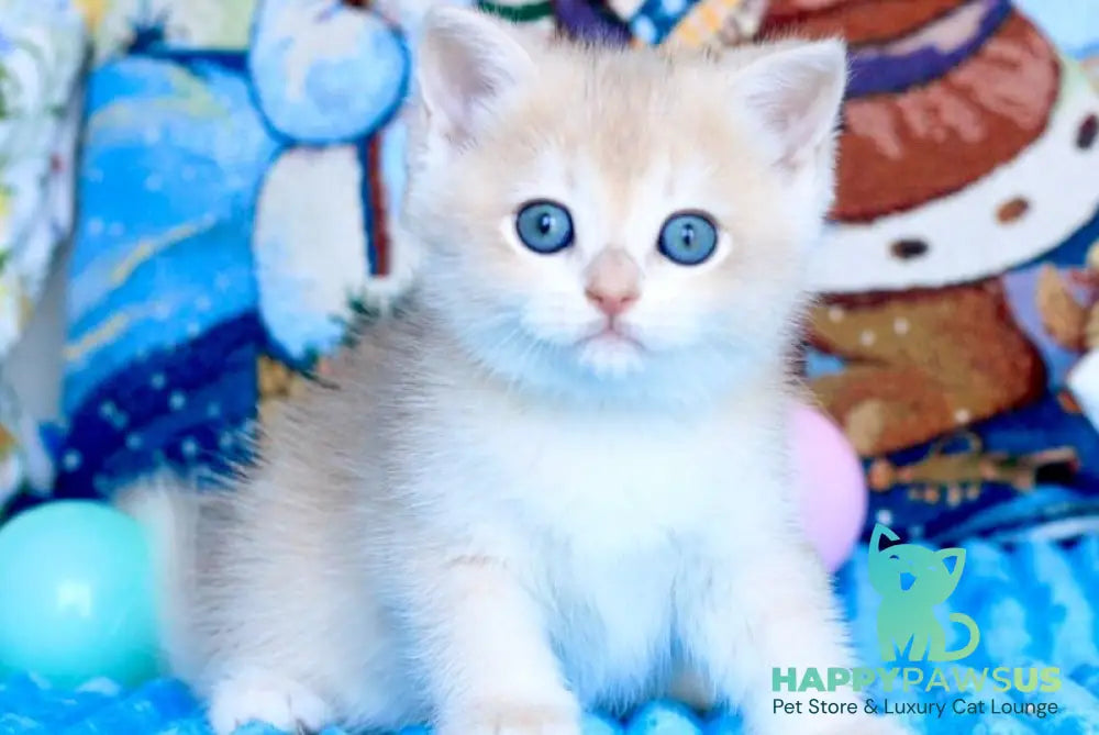 Vivi British Shorthair female blue golden chinchilla - live animals
