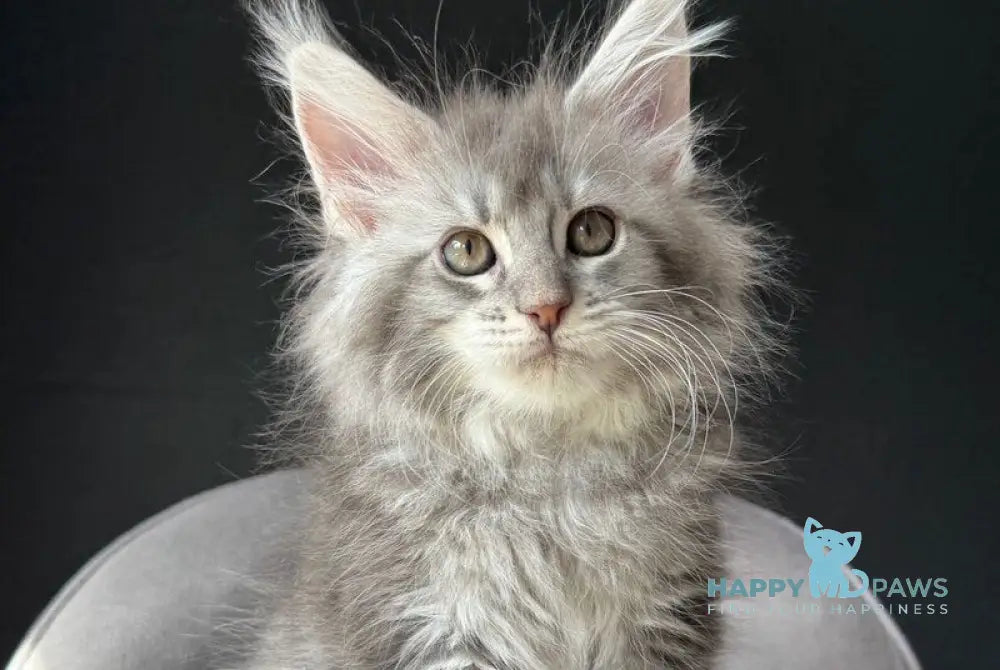 Vivi Maine Coon female black silver spotted tabby live animals