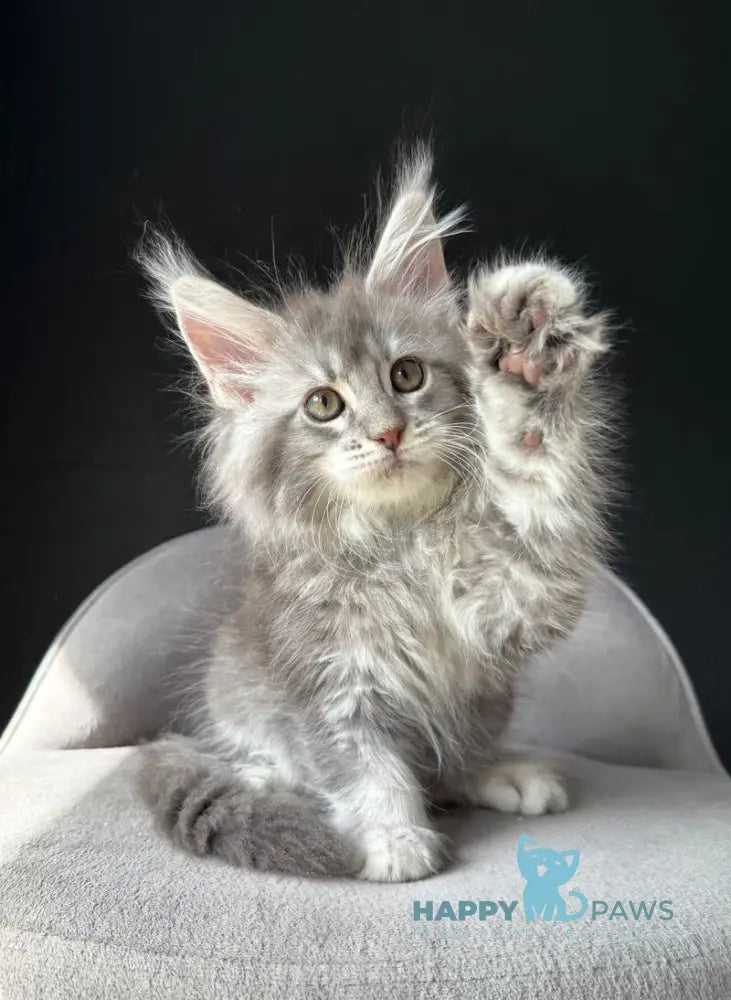 Vivi Maine Coon female black silver spotted tabby live animals