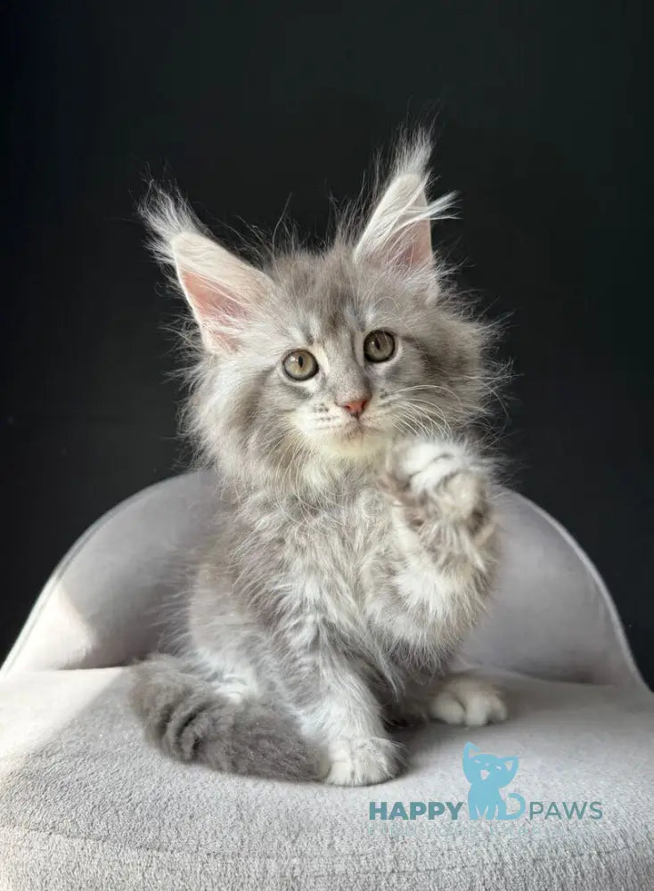 Vivi Maine Coon female black silver spotted tabby live animals