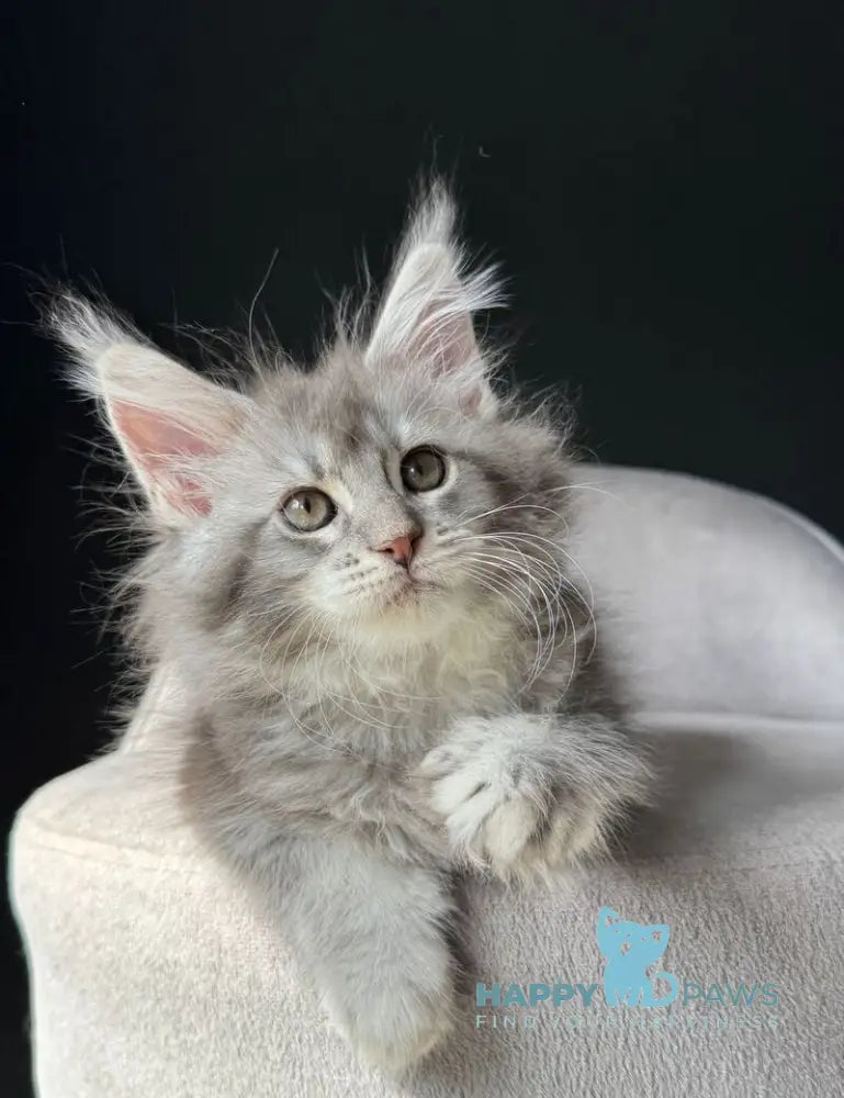 Vivi Maine Coon female black silver spotted tabby live animals